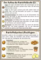 Vorschau - Merkblätter - Die Kartoffel | Wissenskartei - Seite 3