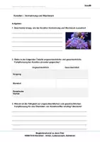 Vorschau - Arbeitsblätter - Korallen- Arbeitsblätter und Lösungen PDF - Seite 3