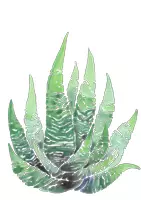 Vorschau - selbst erstellte Cliparts/Grafiken - Cliparts: Pflanzen in Wasserfarbe - Seite 2
