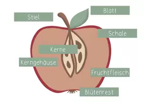 Vorschau - Präsentationen/Tafelbilder - Aufbau des Apfels - Tafelkarten - Seite 3