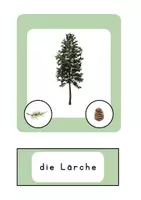 Vorschau - Arbeitsblätter - Der Wald: Laub und Nadelbäume Grundstufe 2 - Seite 2