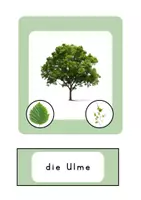 Vorschau - Arbeitsblätter - Der Wald: Laub und Nadelbäume Grundstufe 2 - Seite 3