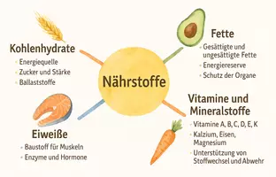 Vorschau - Arbeitsblätter - AB mit Fragen zum Thema "Nährstoffe" + Lösungsblatt + Mindmap + Infografik - Seite 2