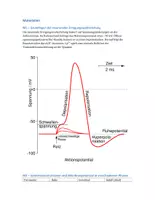 Vorschau - Klassenarbeiten - Biologieklausur: Neurobiologie, Epilepsie - Seite 1