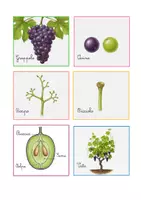 anteprima - Altro tipo di materiale - Dalla nomenclatura al vino-Un percorso di osservazione e scoperta scientifica sul ciclo della vite - Pagina 3