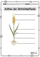 Vorschau - Unterrichtsreihen - Getreide - Aufbau von Pflanze + Korn - Sachtexte/Fragen - Seite 1