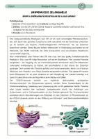 Vorschau - Arbeitsblätter - Gruppenpuzzle: Zellorganelle - Seite 3