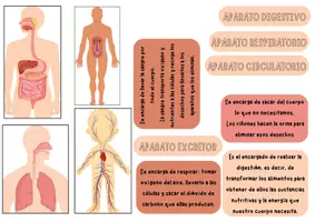 Vista previa - Unidades / Secuencias / Situaciones de Aprendizaje - APARATOS (Digestivo, excretor, circulatorio y respiratorio) - Portada
