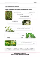 Vorschau - Arbeitsblätter - Tomaten - Arbeitsblätter und Lösungen PDF - Seite 1