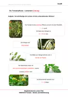Vorschau - Arbeitsblätter - Tomaten - Arbeitsblätter und Lösungen PDF - Seite 2