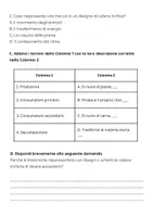 anteprima - Compiti in classe/Test - Esame: Rappresentare con disegni o schemi diverse catene trofiche di ecosistemi conosciuti - Pagina 2