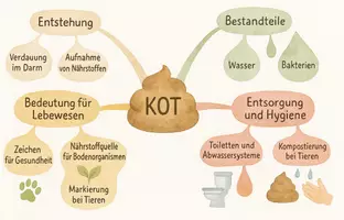 Vorschau - Arbeitsblätter - Arbeitsblatt "Kot" + Onlineübung & MP3 + Mindmap + Infografik - Seite 3