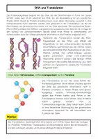 Vorschau - Arbeitsblätter - Proteinbiosynthese Materialpaket: Transkription, Translation, RNA, Ribosomen - Seite 2