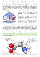 Vorschau - Arbeitsblätter - Proteinbiosynthese: Transkription, Translation & Ribosomen erklärt - Seite 3