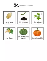 Aperçu - Apprentissages en autonomie - Le cycle de vie d'une citrouille Halloween - Page 2