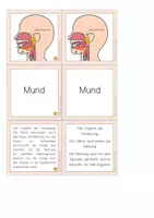 Vorschau - Stationenlernen - Die Verdauung: Zuordnungsspiel (Bild-Wort-Text) und Paare Suchspiel - Seite 2