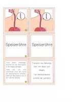 Vorschau - Stationenlernen - Die Verdauung: Zuordnungsspiel (Bild-Wort-Text) und Paare Suchspiel - Seite 3