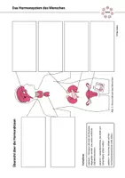 Vorschau - Arbeitsblätter - Übersicht Hormonsystem Hormone Hormondrüsen Steuerung - Seite 2