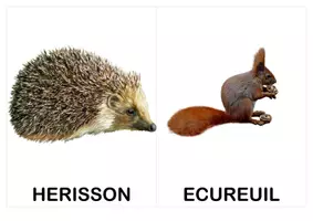 Aperçu - Préparation de séance / Séance complète - Imagier, cartes de nomenclature (vocabulaire) : animaux d'automne (inspiration Montessori) - Page 1