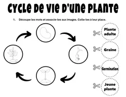 Aperçu - Feuilles d'exercices - Cycle de Vie de la Plante Bricolage Science - Page 3