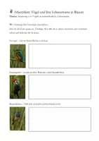 Vorschau - Arbeitsblätter - Vögel und ihre Lebensräume in Bayern - Deckblatt