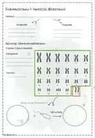 Vorschau - Arbeitsblätter - Genetik: Genommutationen | Biologie 12 | 2 fertige Unterrichtsstunden | sofort einsestzbar - Seite 3