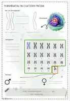 Vorschau - Stundenentwürfe - Genetik | Biologie 12 | Unterrichtsstunden XXL Materialpaket - Seite 3