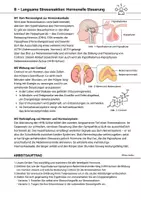 Vorschau - Arbeitsblätter - Stressreaktion Stress Hormone Cortisol Nervensystem Hormonsystem - Seite 2