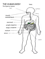 Aperçu - Préparation de séance / Séance complète - The Human Body Systems | Comprehensive Anatomy - Page 3