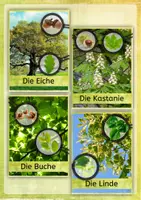 Vorschau - Stundenentwürfe - Laubbäume und Nadelbäume im Vergleich - Unterrichtsmaterialien, Arbeitsblätter, Stundenentwurf - Seite 1