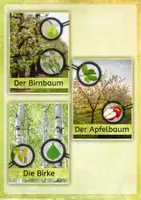 Vorschau - Stundenentwürfe - Laubbäume und Nadelbäume im Vergleich - Unterrichtsmaterialien, Arbeitsblätter, Stundenentwurf - Seite 2