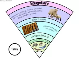 Vorschau - Anderer Materialtyp - Legekreis Tiergruppen/Tierklassen - Seite 1