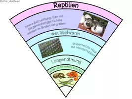 Vorschau - Anderer Materialtyp - Legekreis Tiergruppen/Tierklassen - Seite 3