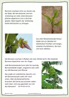 Vorschau - Arbeitsblätter - Bananen - ihre Reise - Seite 2