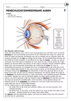 Vorschau - Arbeitsblätter - Menschliche Sinnesorgane - Augen - Seite 2