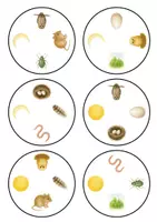 Vorschau - Spiele - 🦉 Eule - Finde den Zwilling! (Kindergarten / DaZ) - Seite 3