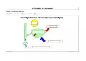 Vorschau - Stundenentwürfe - Materialpaket - Der menschliche Körper - Seite 2