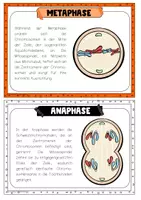 Vorschau - Stationenlernen - Mitose / Zellzyklus - editierbare PPT - Lerntheke, SOL, differenzierte ABs - Seite 3