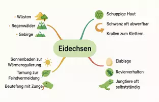 Vorschau - Arbeitsblätter - Arbeitsblatt zum Thema "Eidechsen" + Onlineübung & MP3 + Mindmap + Infografik - Seite 3