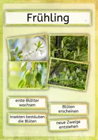 Vorschau - Stundenentwürfe - Materialpaket: Laubbäume entdecken, erkennen und unterscheiden - Seite 2