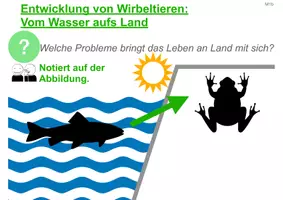 Vorschau - Stundenentwürfe - Unterrichtsentwurf_Wirbeltiere:Entwicklung vom Wasser aufs Land - Seite 3