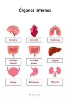 Vista previa - Tarjetas / Manipulativos - PACK CUERPO HUMANO - página 1