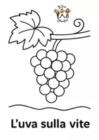 anteprima - Programmi scolastici / Materiali per docenti - Dall'uva al vino - Pagina 2