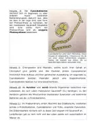 Vorschau - Arbeitsblätter - Mystery zur Endosymbiontentheorie - Seite 2