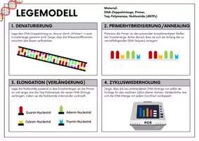 Vorschau - Stundenentwürfe - Legemodell PCR (Gentechnik) - Seite 2
