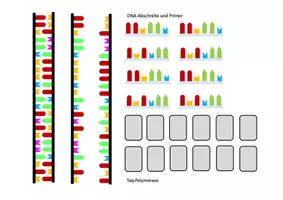 Vorschau - Stundenentwürfe - Legemodell PCR (Gentechnik) - Seite 3