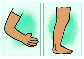 anteprima - Esercizi - Deutsch/DaZ: "Mein Körper" - Bildkarten, Arbeitsblätter, Miniwörterbuch (Bundel: Il mio corpo – carte illustrate, schede di lavoro, mini-dizionario) - Pagina 3