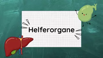 Vorschau - Stundenentwürfe - PPT & Stundenentwurf: Helferorgane inkl Lösungen - Vom Biss zur Power Teil 7 - Biologie - Seite 2