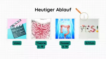 Vorschau - Stundenentwürfe - PPT & Stundenentwurf: Helferorgane inkl Lösungen - Vom Biss zur Power Teil 7 - Biologie - Seite 3