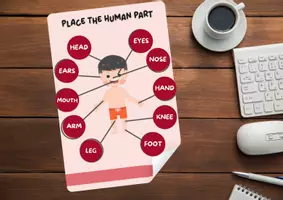 Vista previa - Juegos / Gamificación - Actividades para el cuerpo humano en ingles, actividades Montessori cuerpo humano ingles - página 2